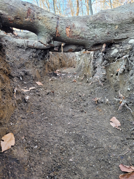 Creating the trench being careful to not damage tree roots