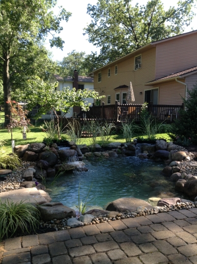 The pond comes to life